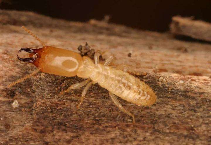 白蚁的危害及防制