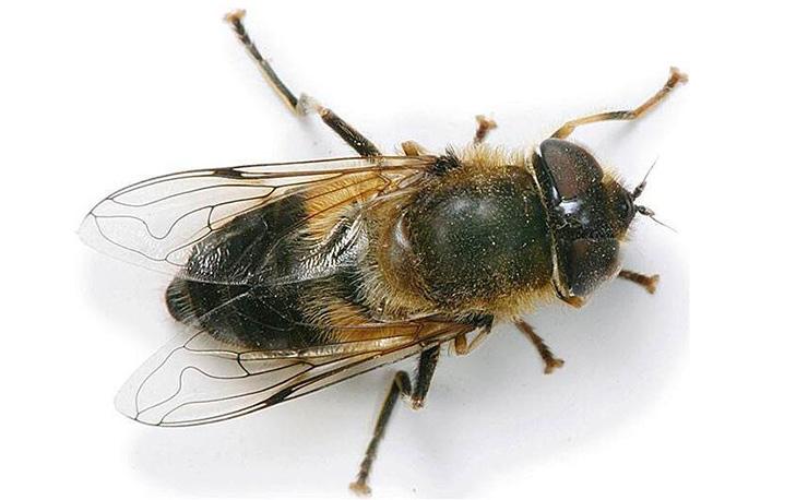 蝇类的危害及防制