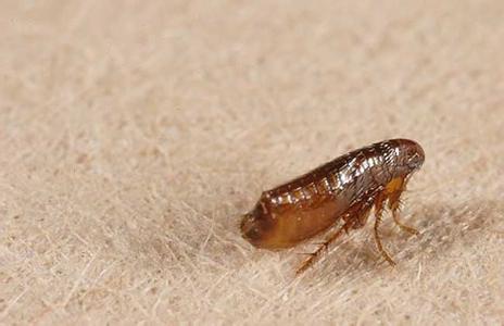 跳蚤的危害及防制