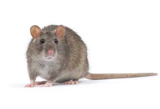 鼠类的危害及防制